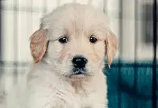 Golden Retriever Puppy