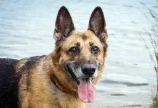 German Shepard Senior