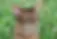 Abyssinian Cat Adult