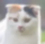 Calico