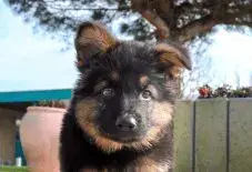 German Shepard Puppy