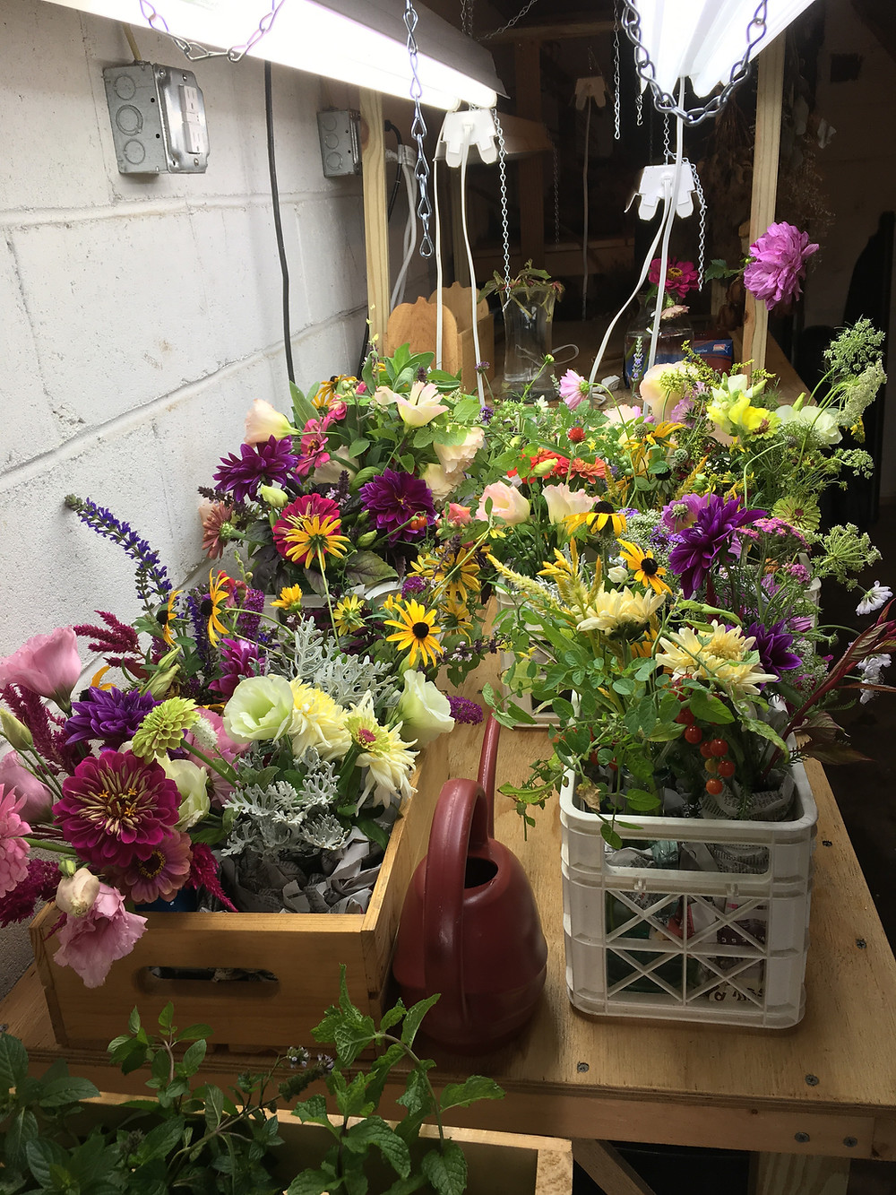 catchfly gardens