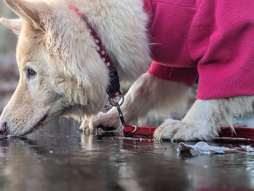 Train your white German Shepherd to be the best companion with our expert dog training services