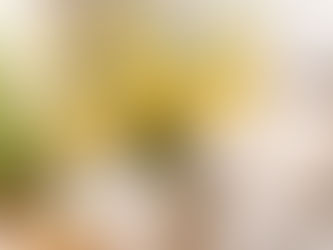 Daffodils. Sunny Symbol of Hope