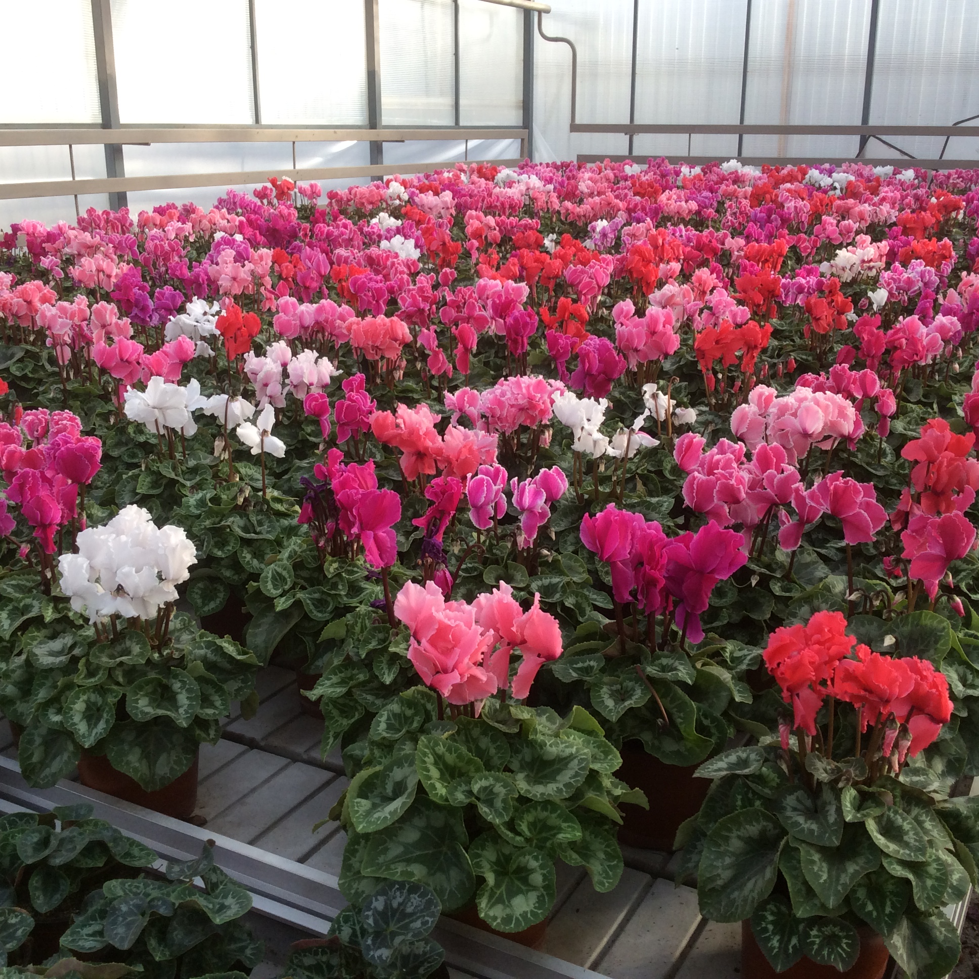 Где Можно Купить Цветы В Махачкале