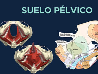 DICCIONARIO DE OWA: SUELO PÉLVICO