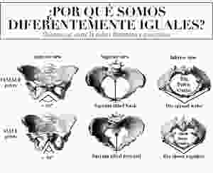 pelvis femenina curso embarazo owa