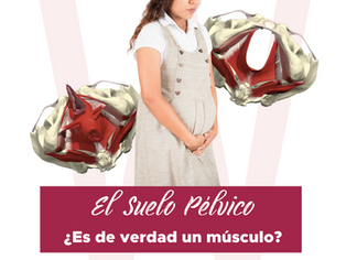 El suelo pélvico: ¿Es de verdad un músculo?