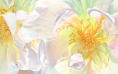 flowers.jpeg