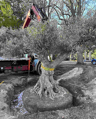 Entreprise terrassement Plantation Var