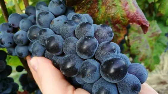 Brachetto D'Acqui grape image