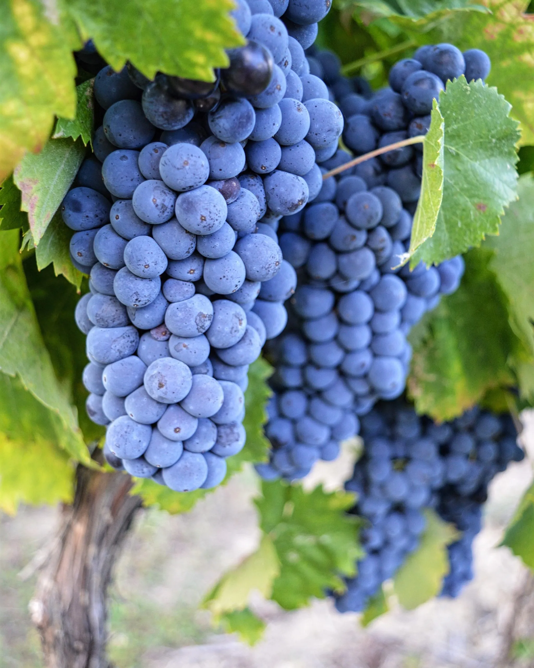 Sagrantino grape image