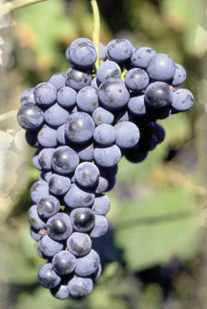 Schiopettino grape image