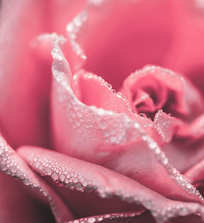pink rose.jpg