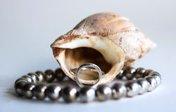 Seashell & Jewelery