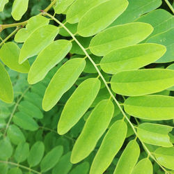 Shades of Green