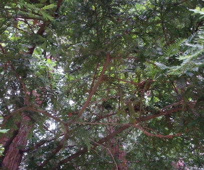 12 minute write: Table under a tree