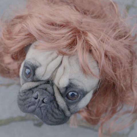 A pug with a ginger wig on 