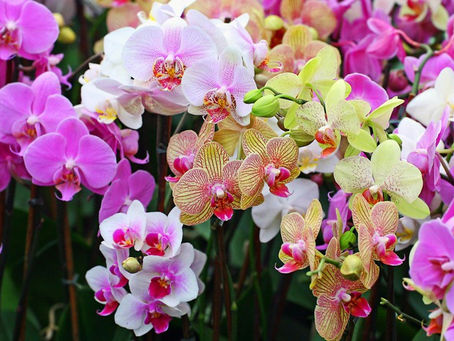 Ý nghĩa hoa lan trong cuộc sống