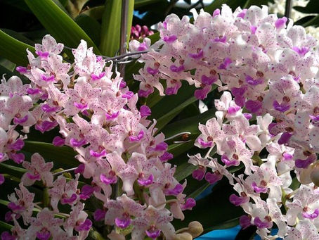 Các loài hoa lan đẹp và quý hiếm nhất