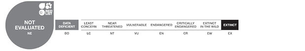03 IUCN - LC (Least Concern - nicht gefährdet).jpg