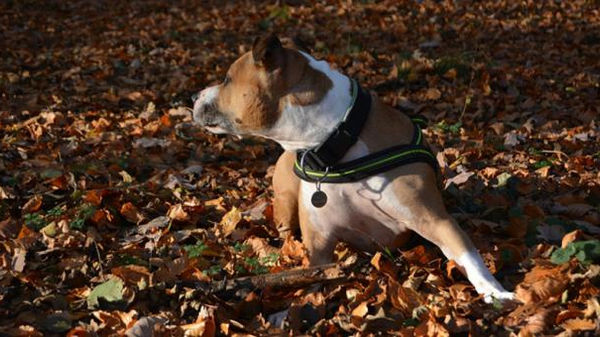 Perro le dispara a su dueño