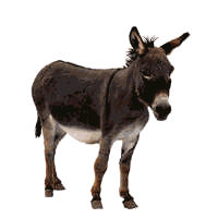 burro-y-asno-imagen-animada-0098.gif