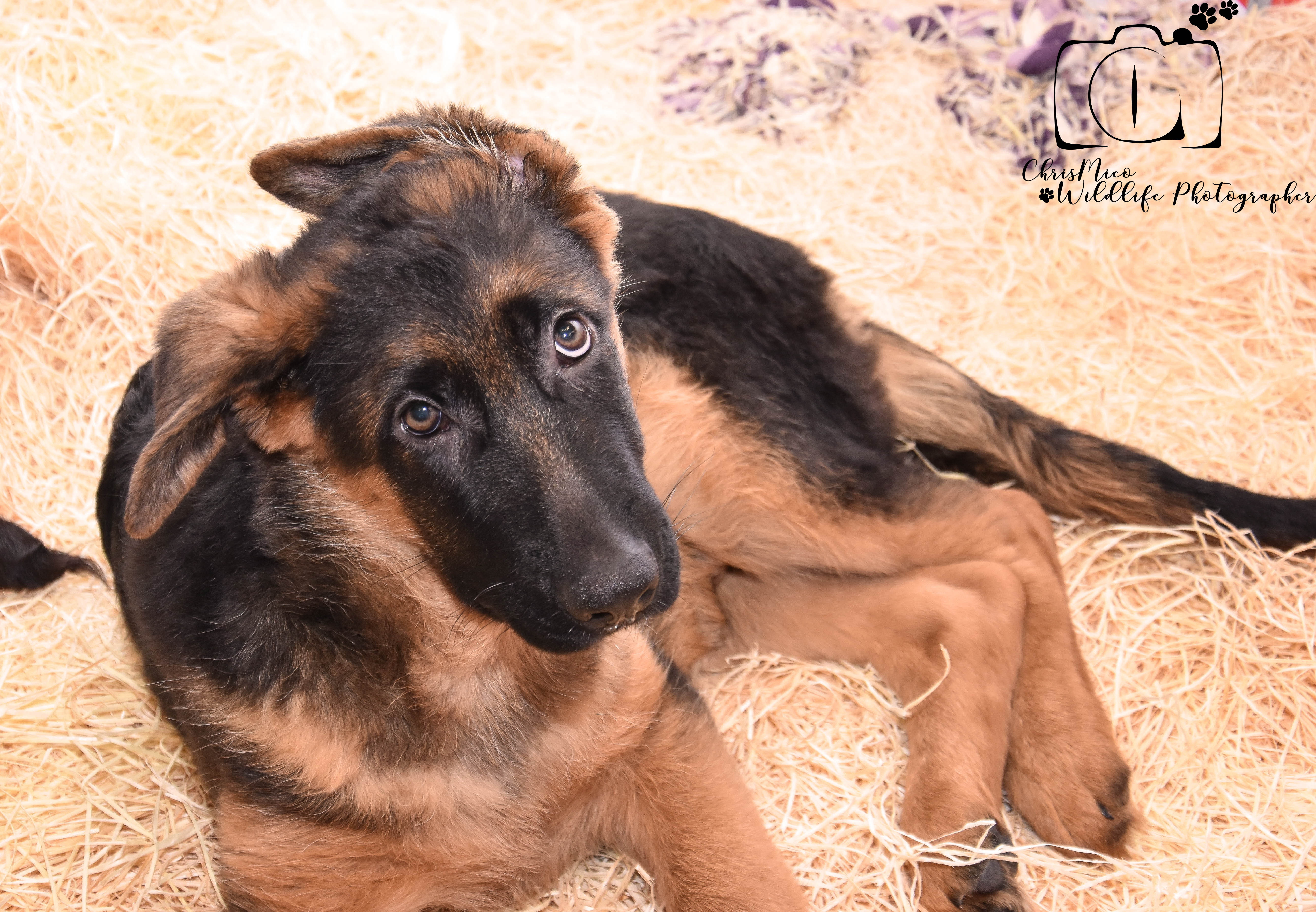 photo chien
