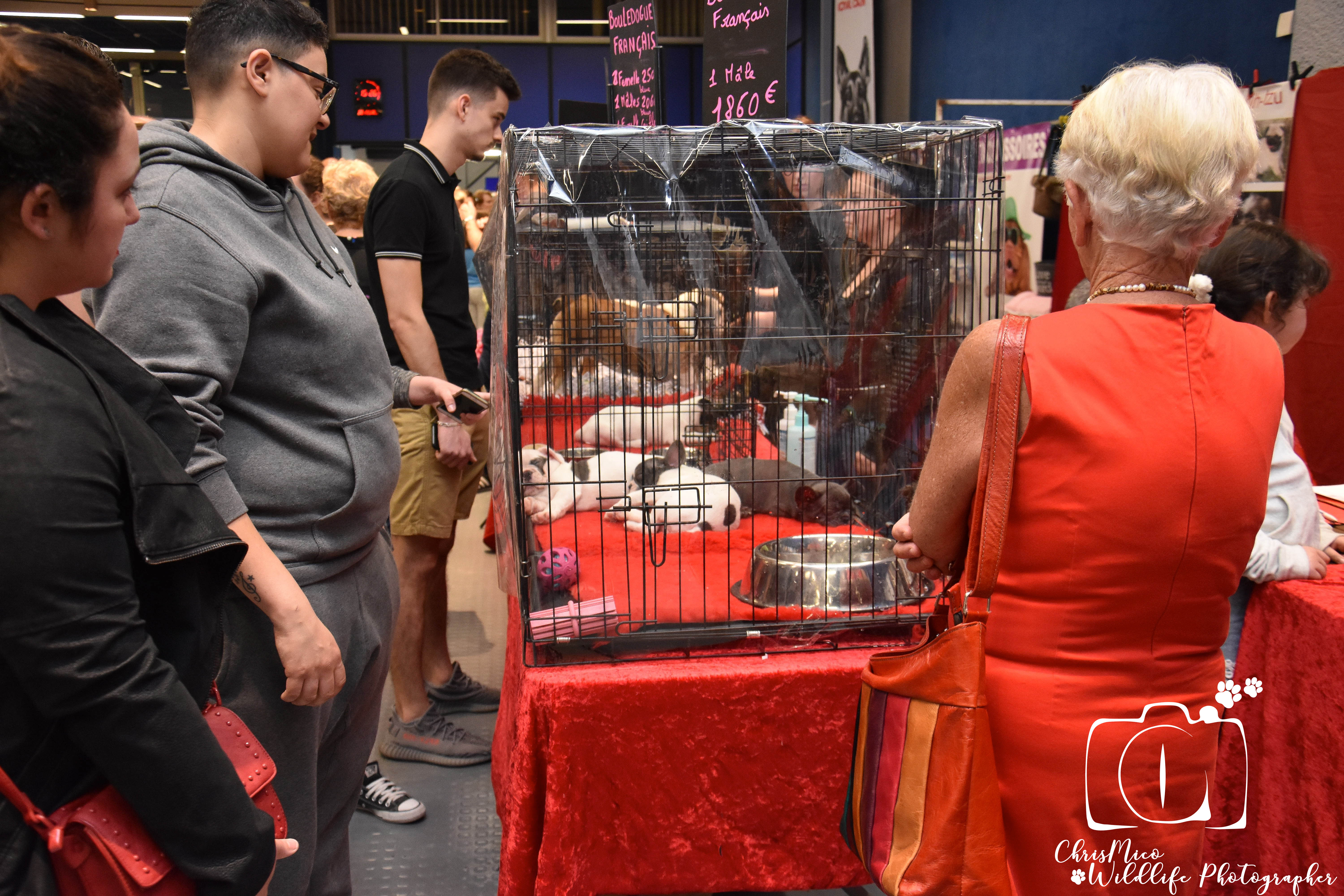 salon des Animaux Nice