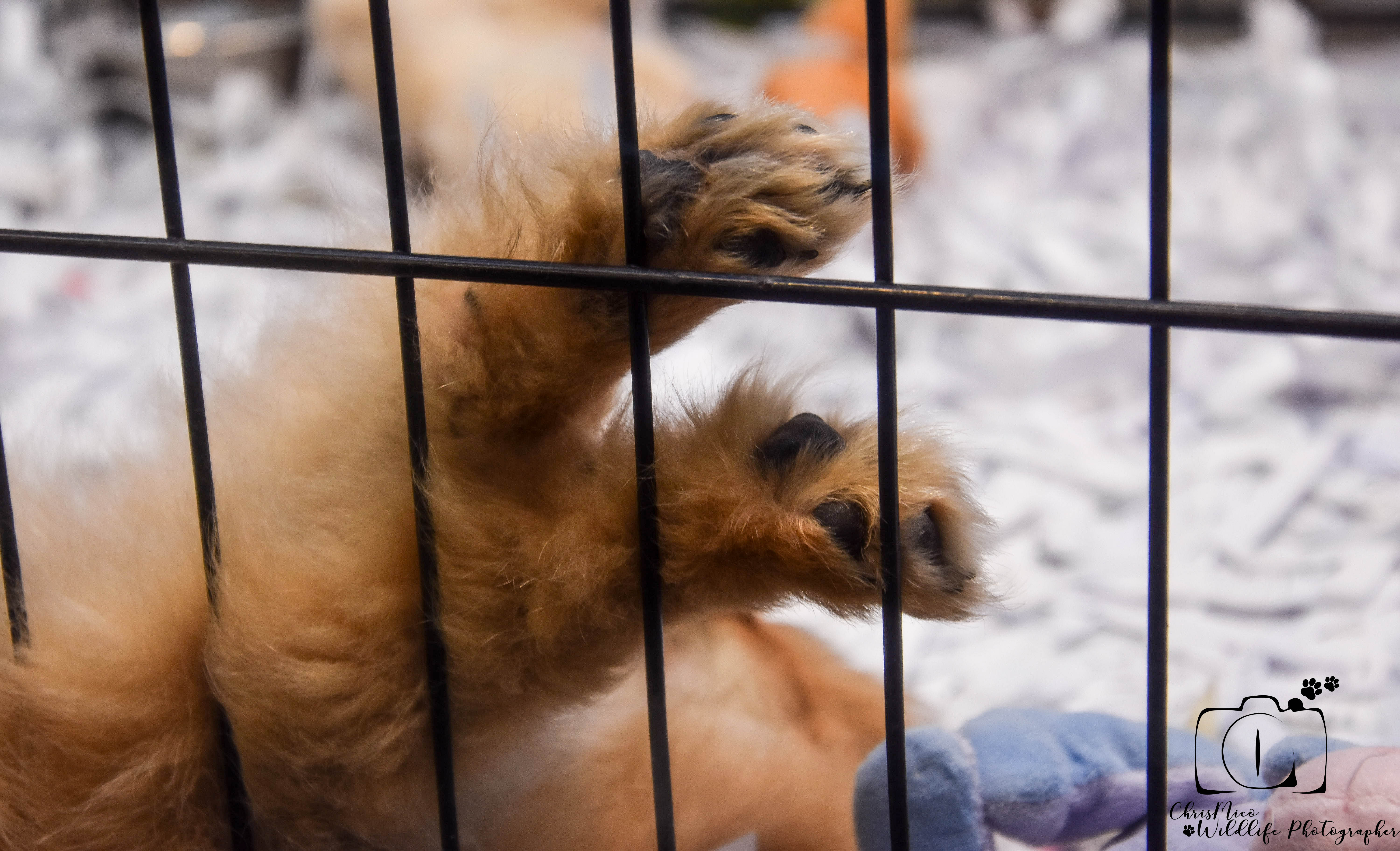 photo chien