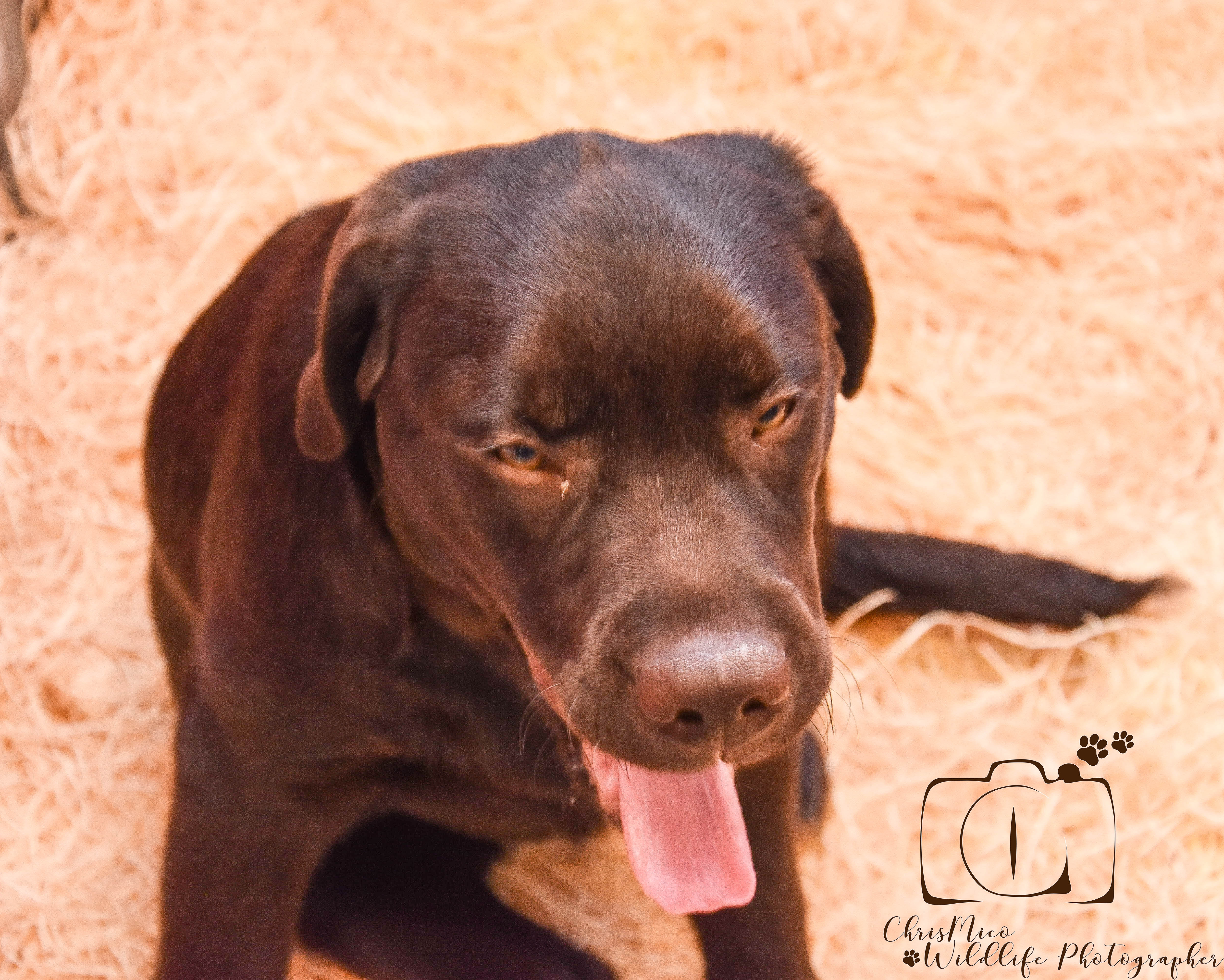 photo chien