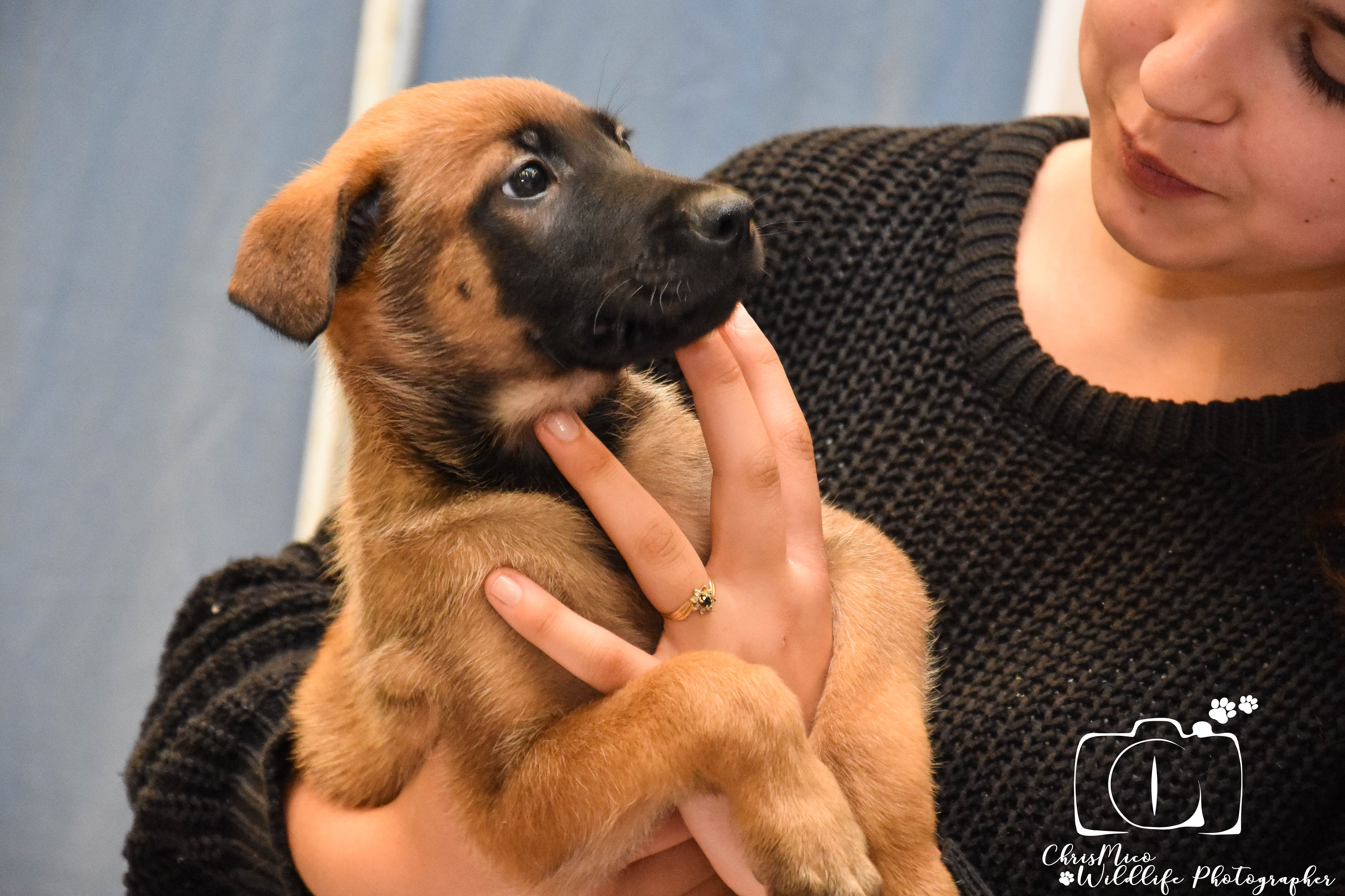 photo chien