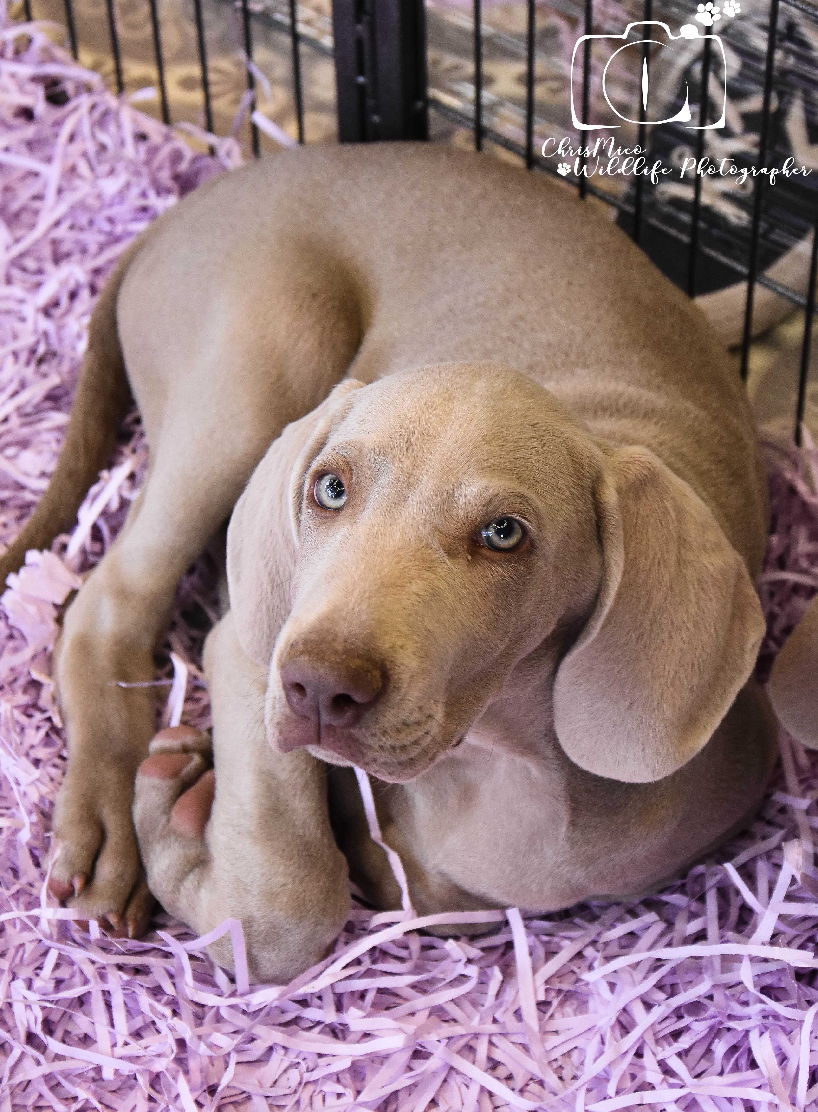 photo chien