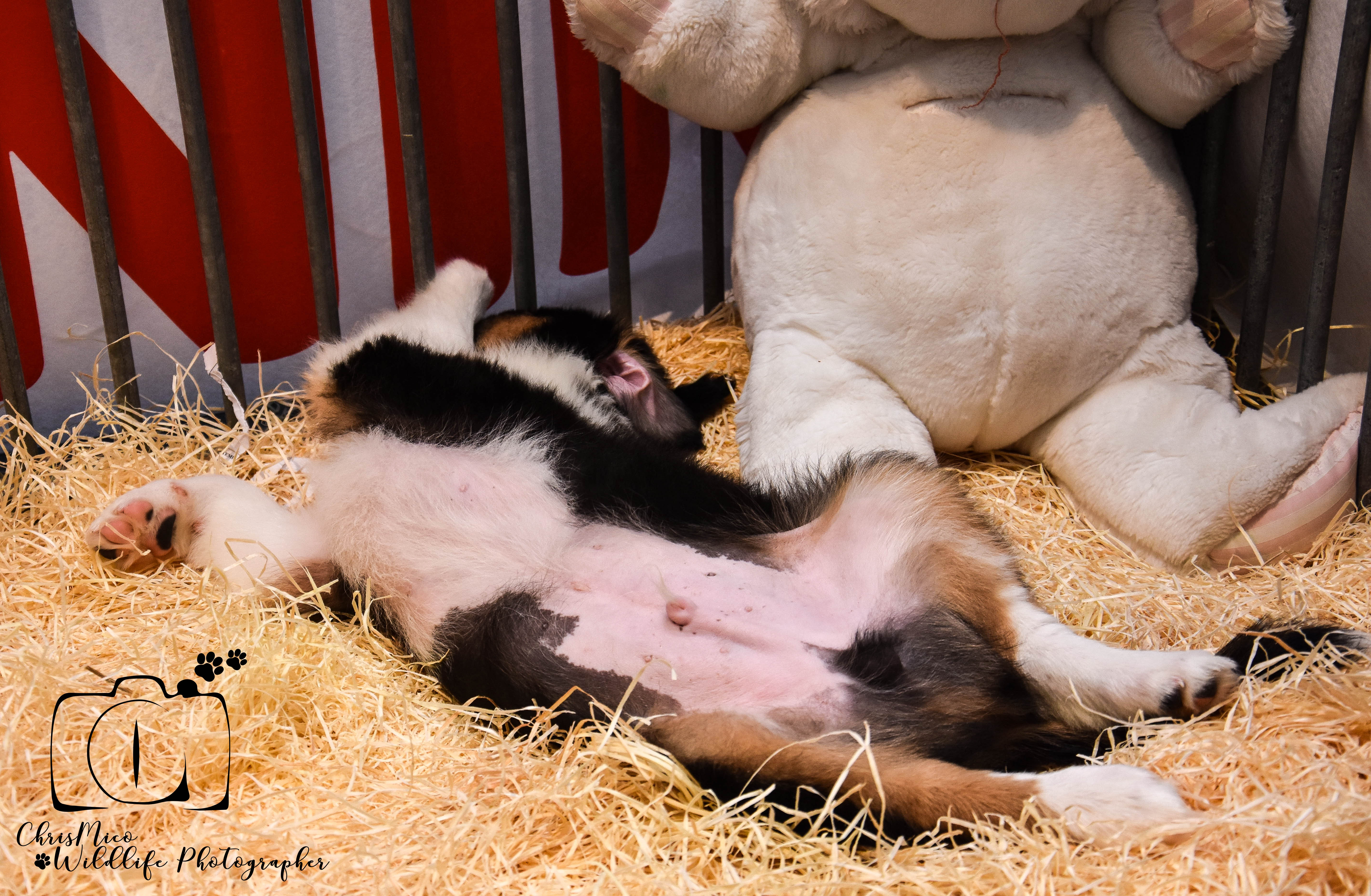 photo chien