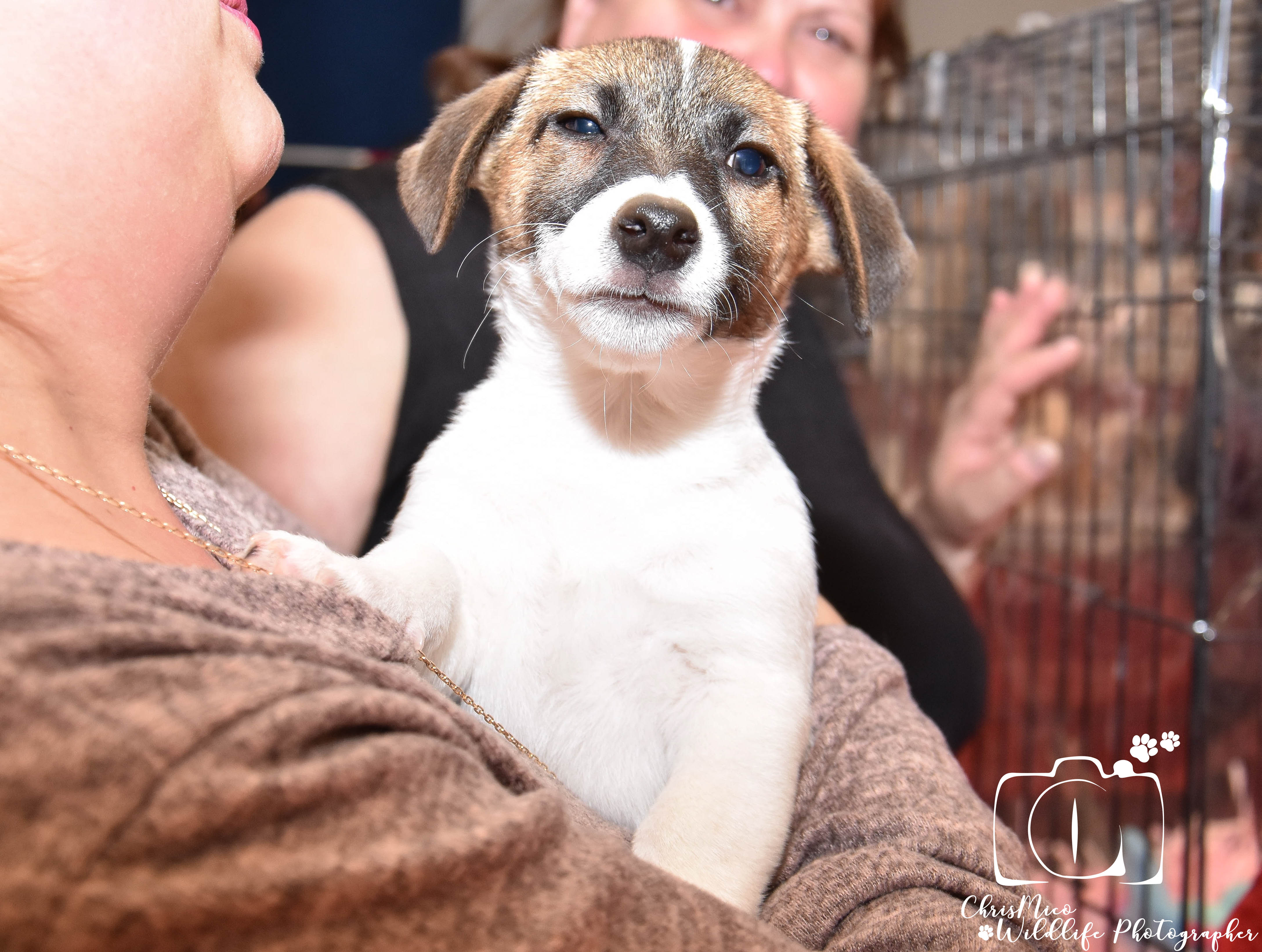 photo chien