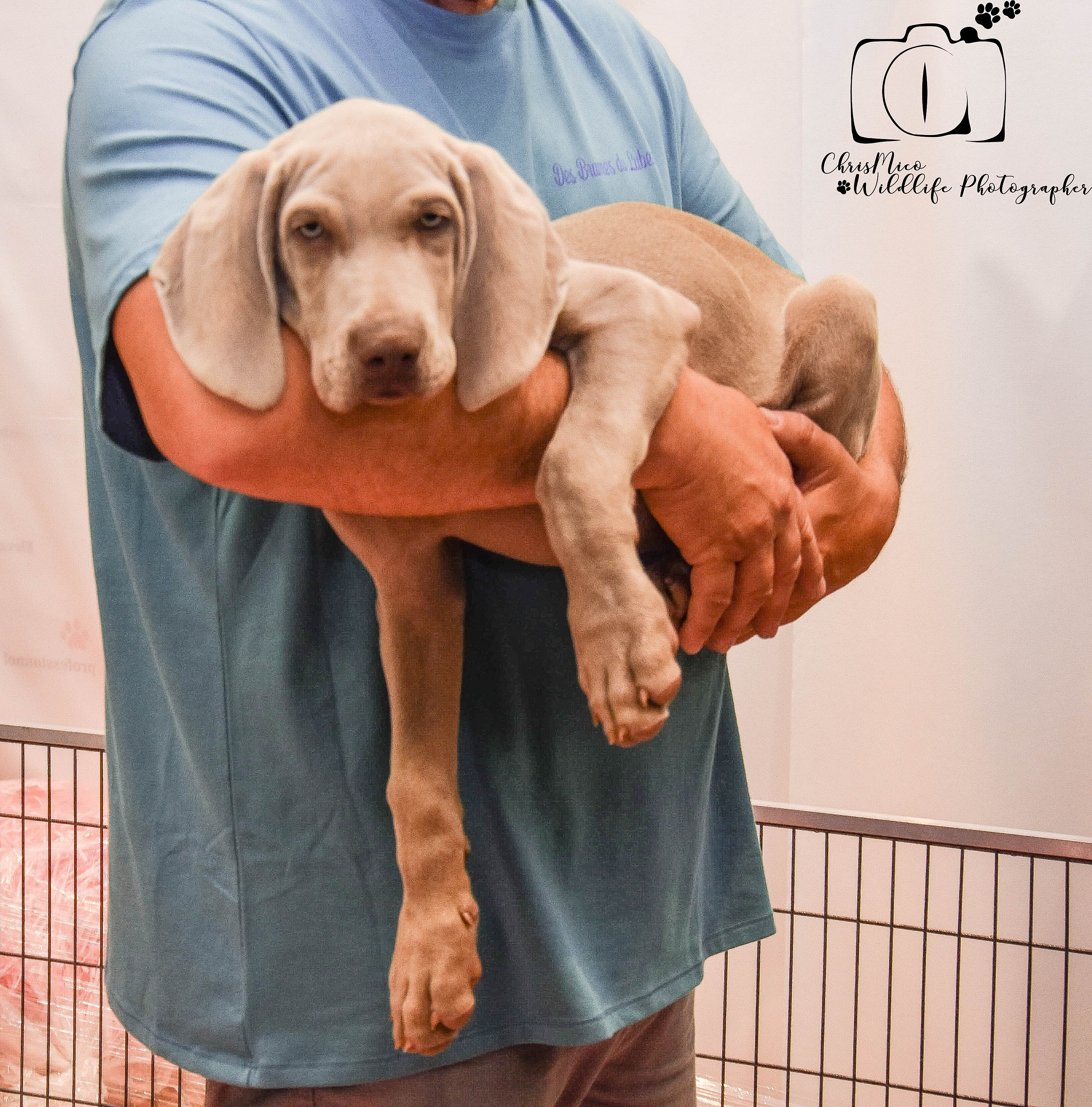 photo chien