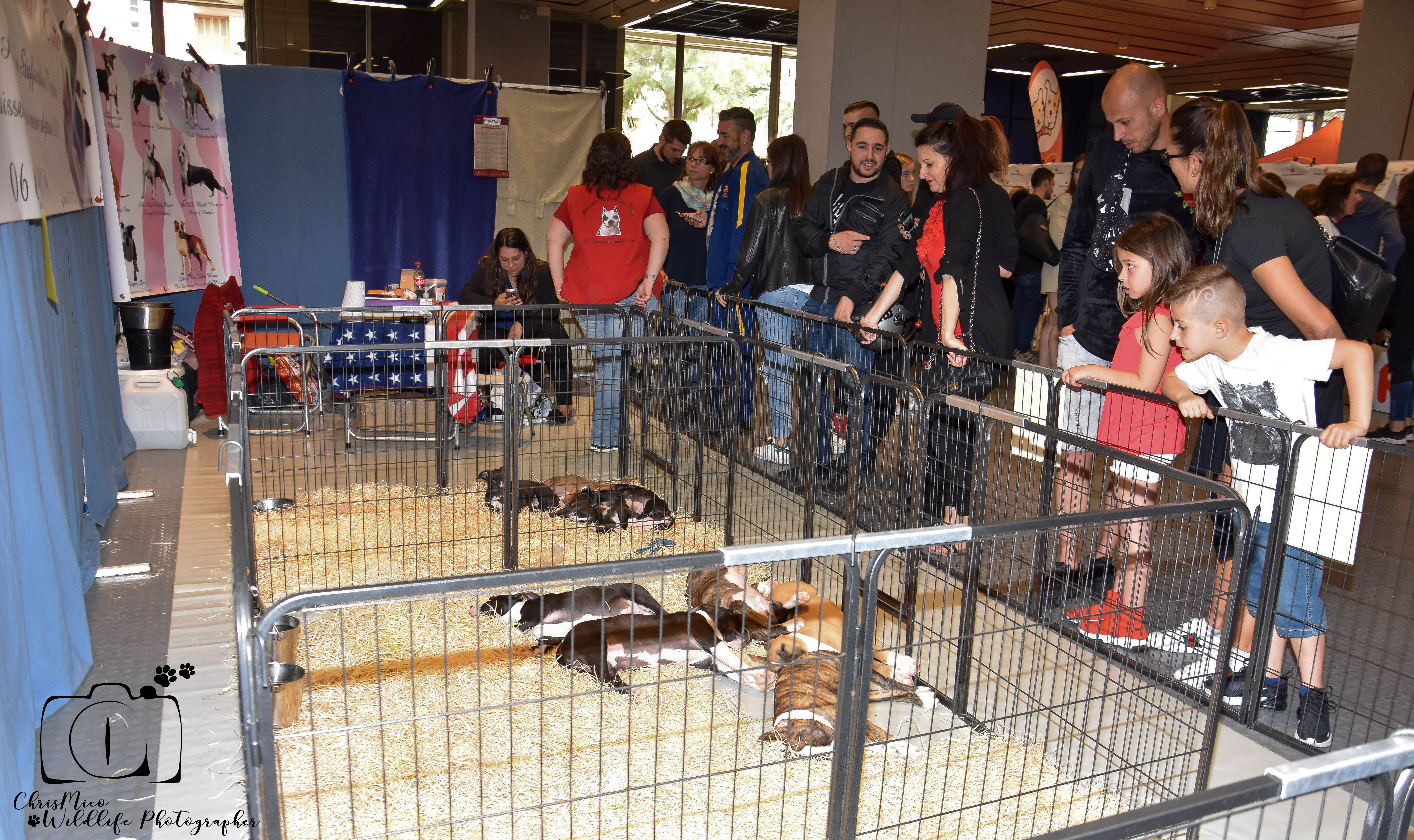 salon des Animaux Nice