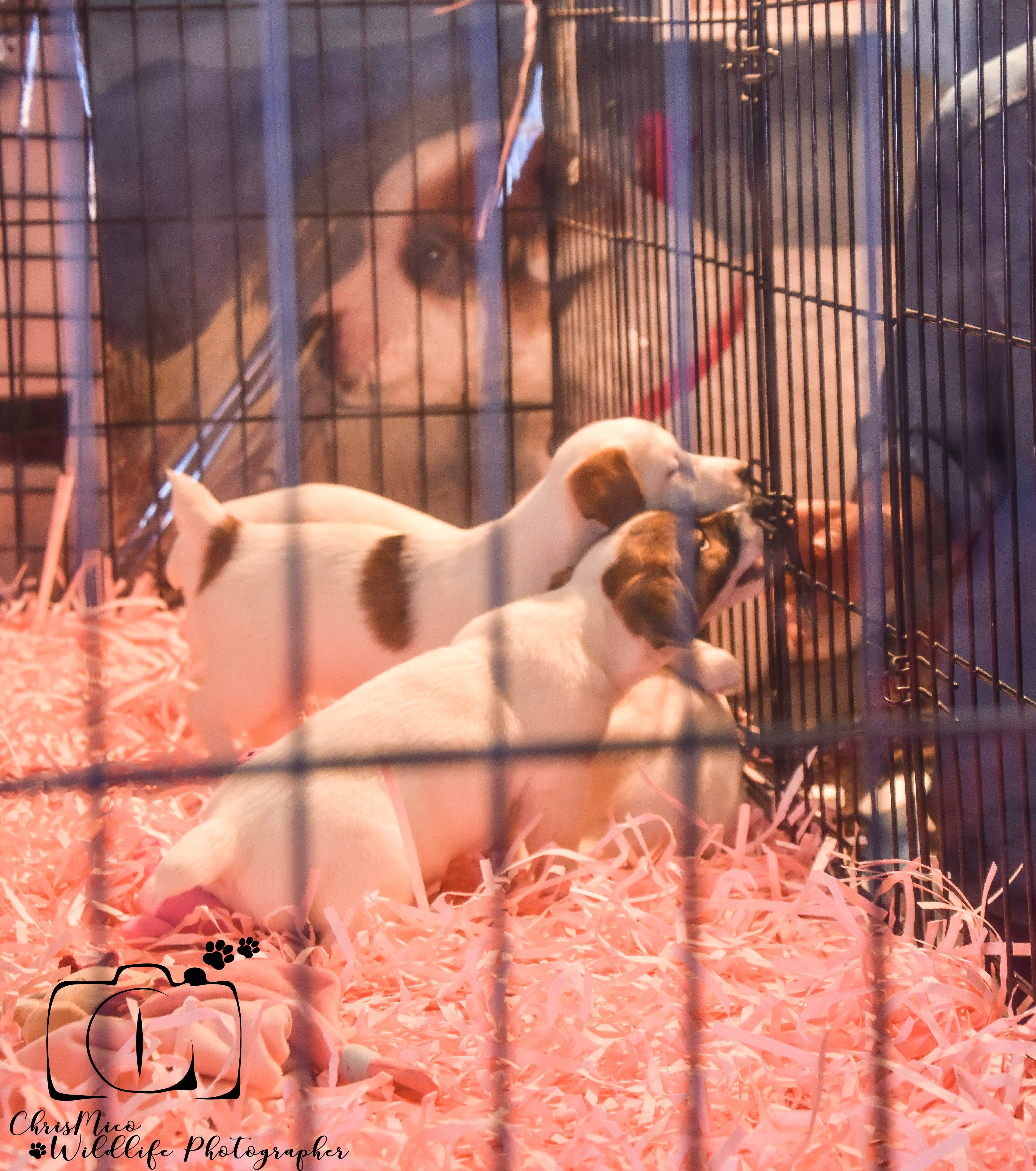 photo chien
