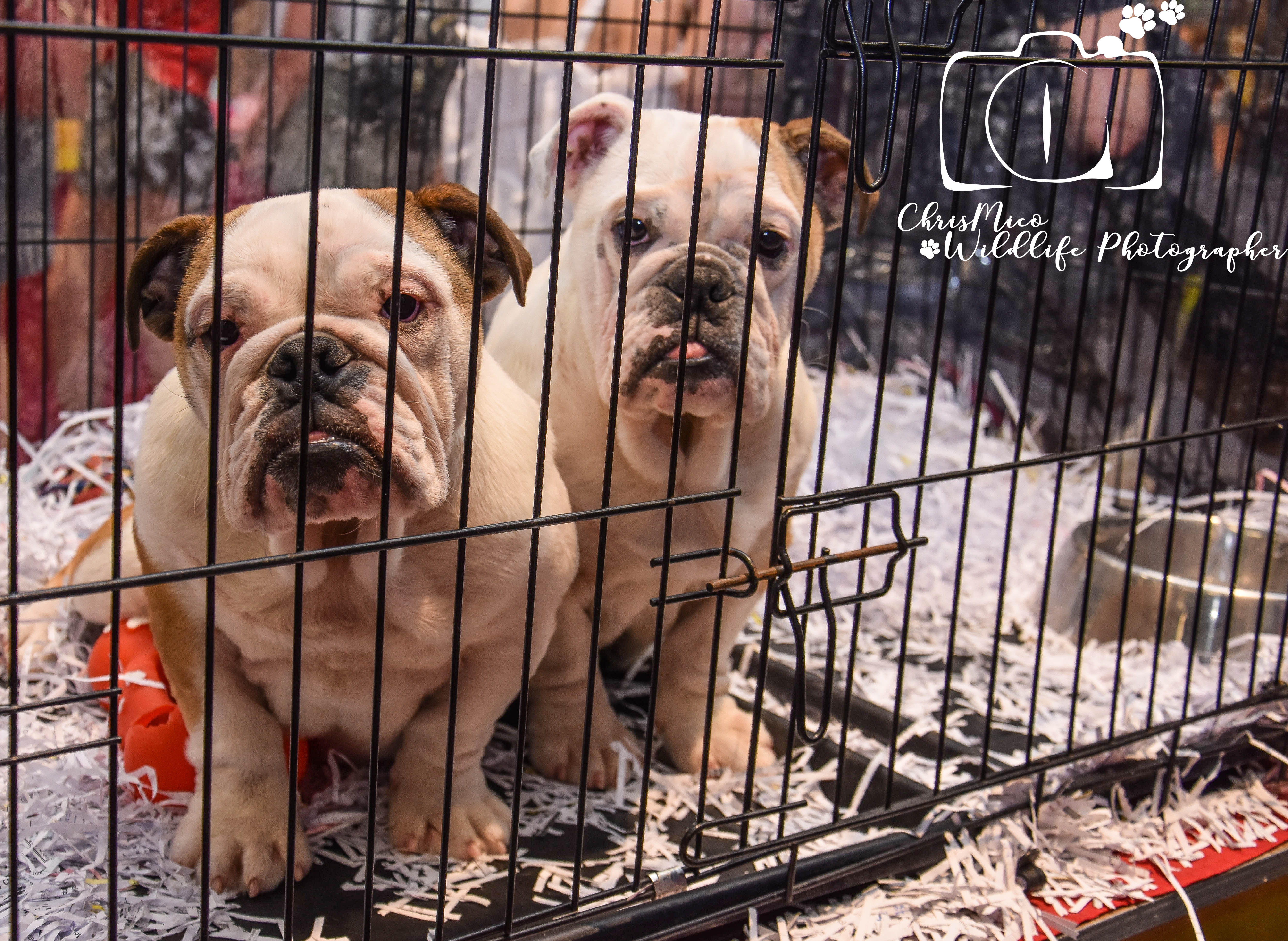 photo chien