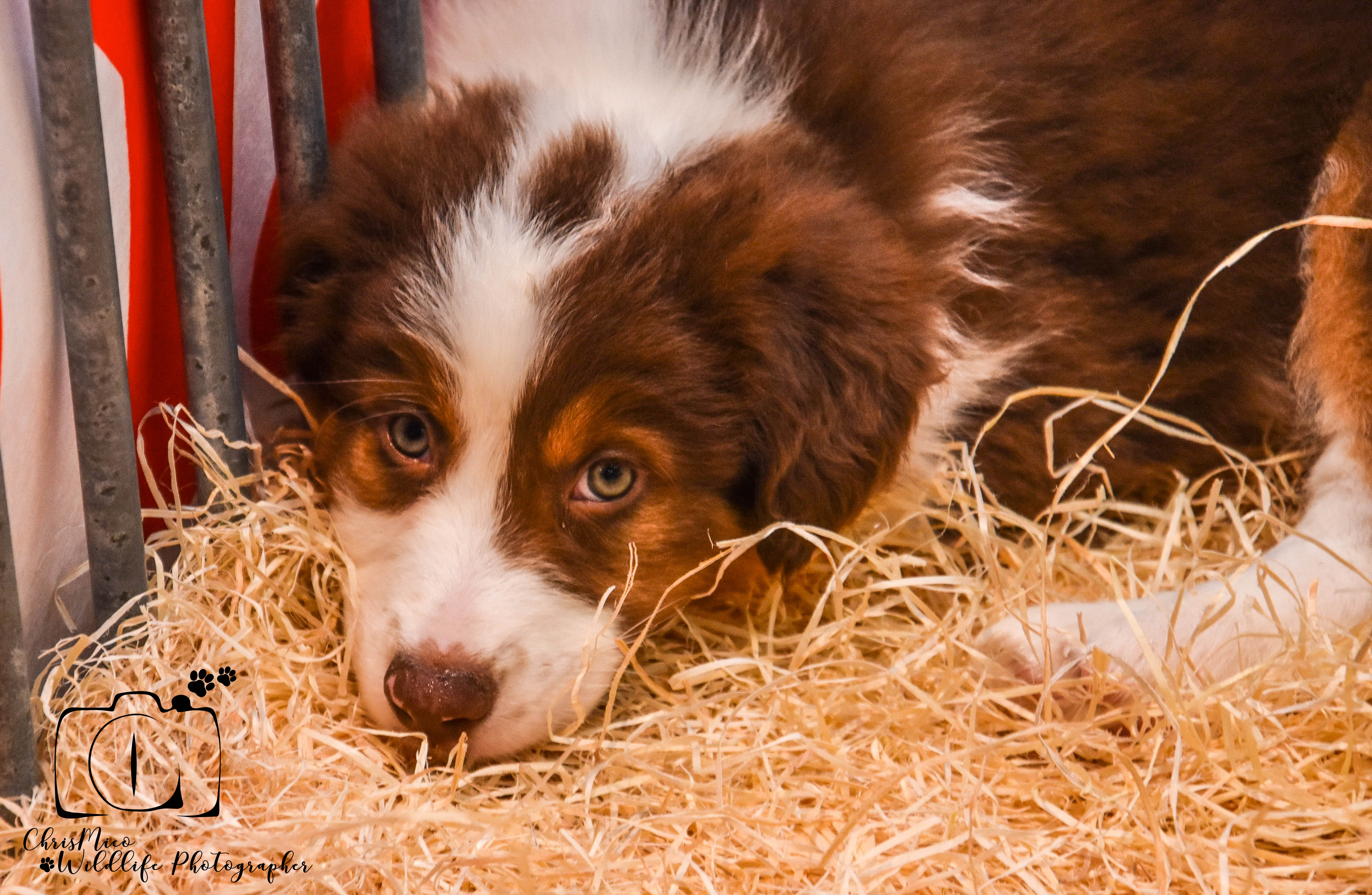 photo chien