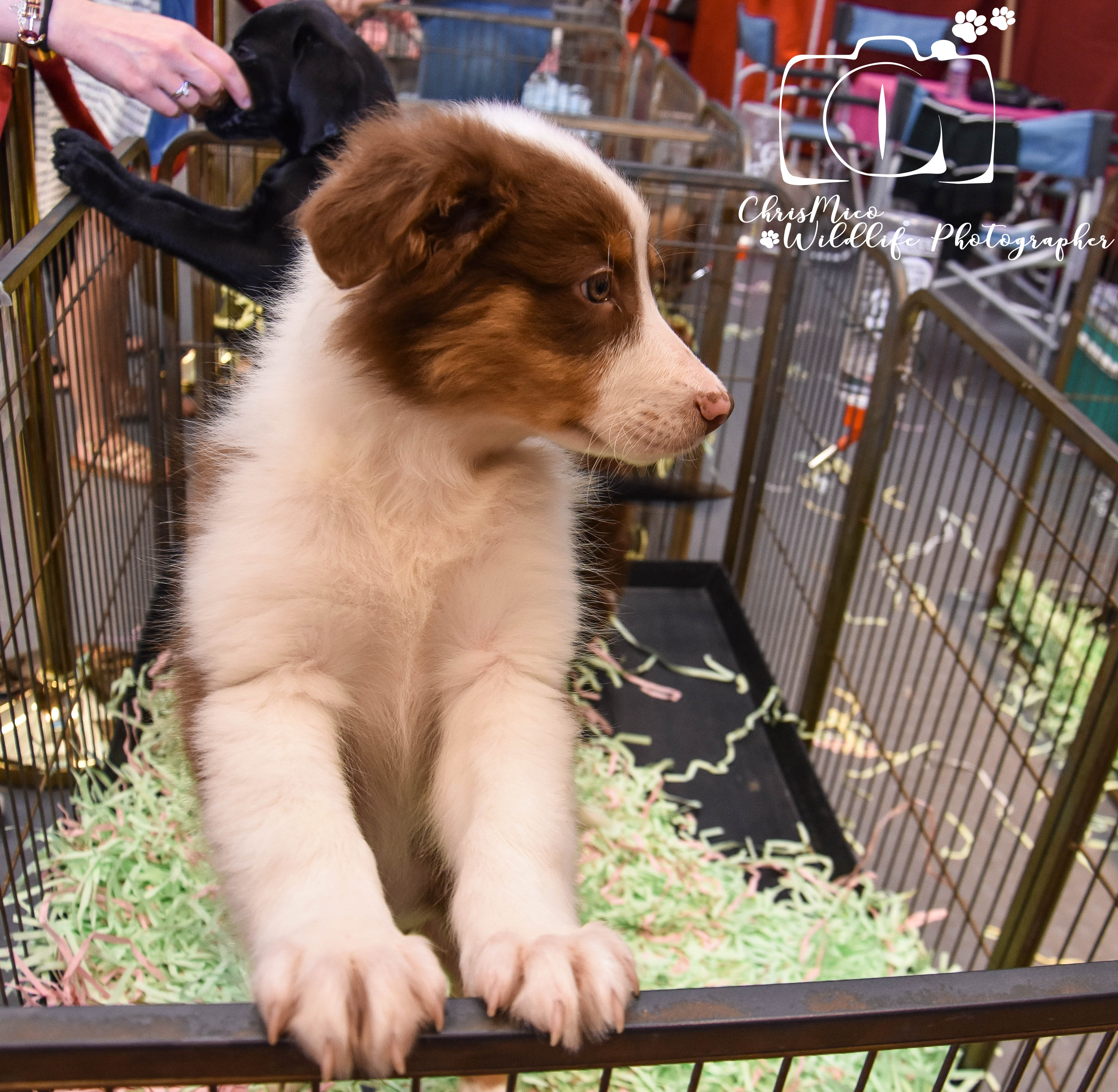 photo chien