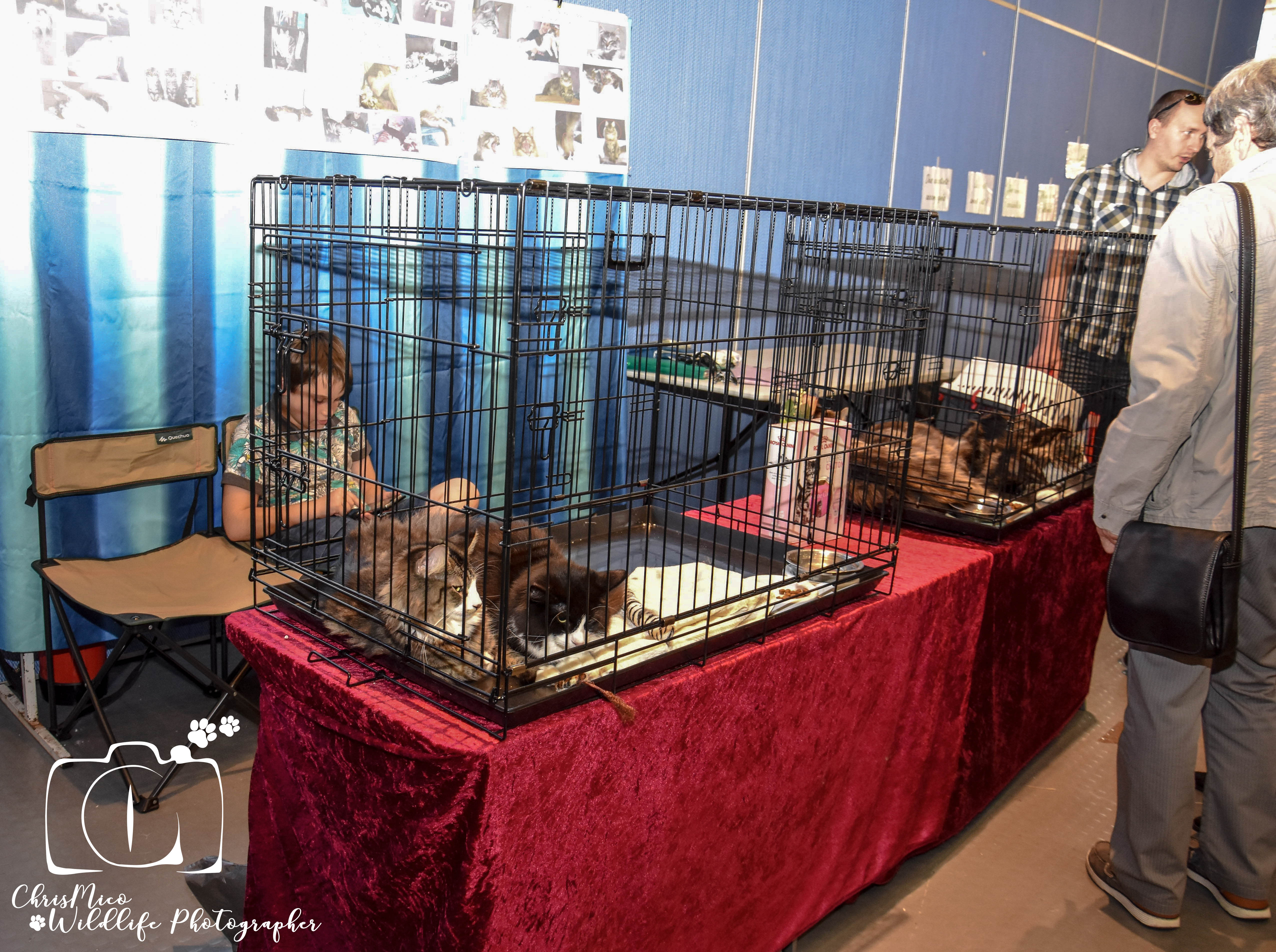salon des Animaux Nice
