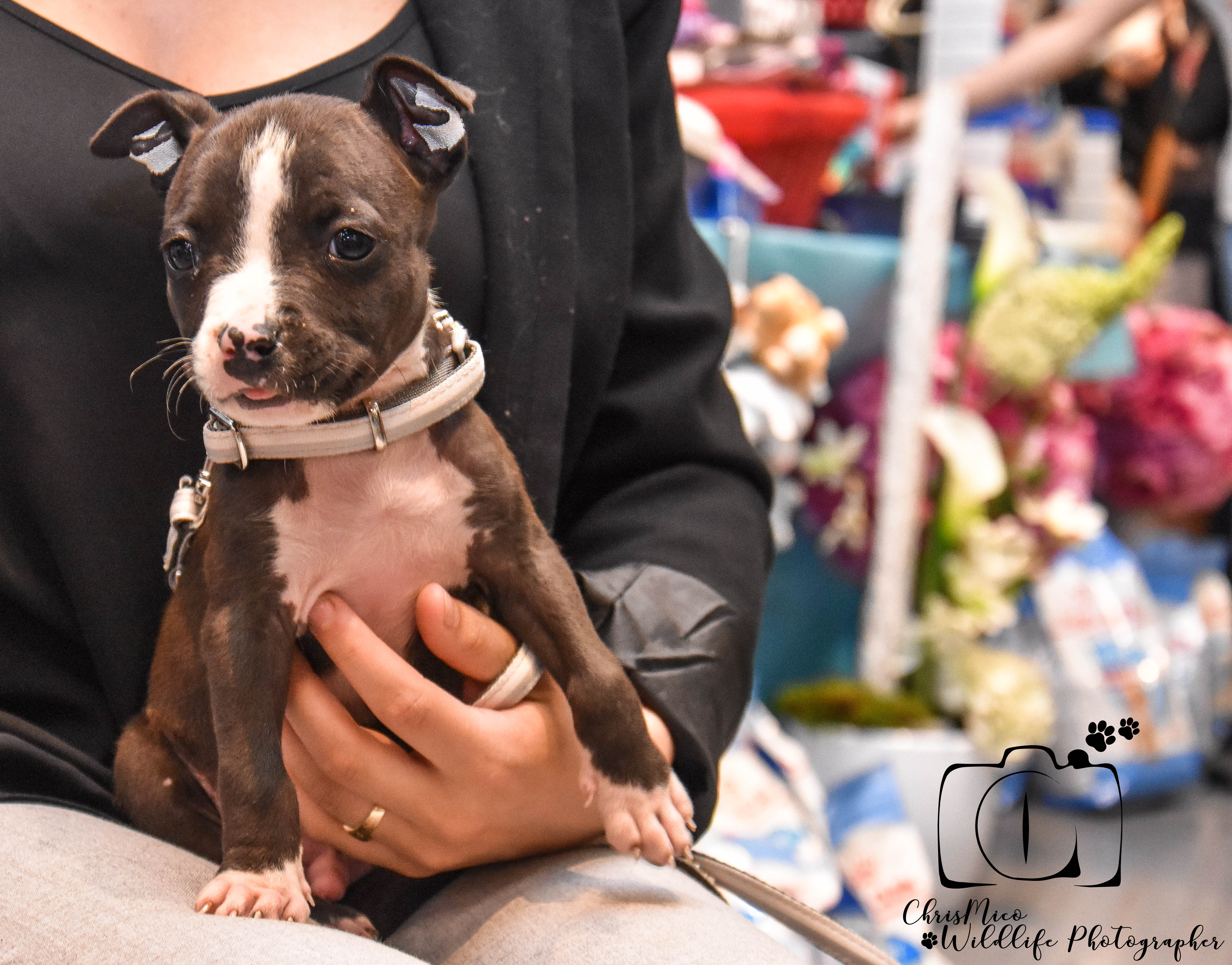 photo chien