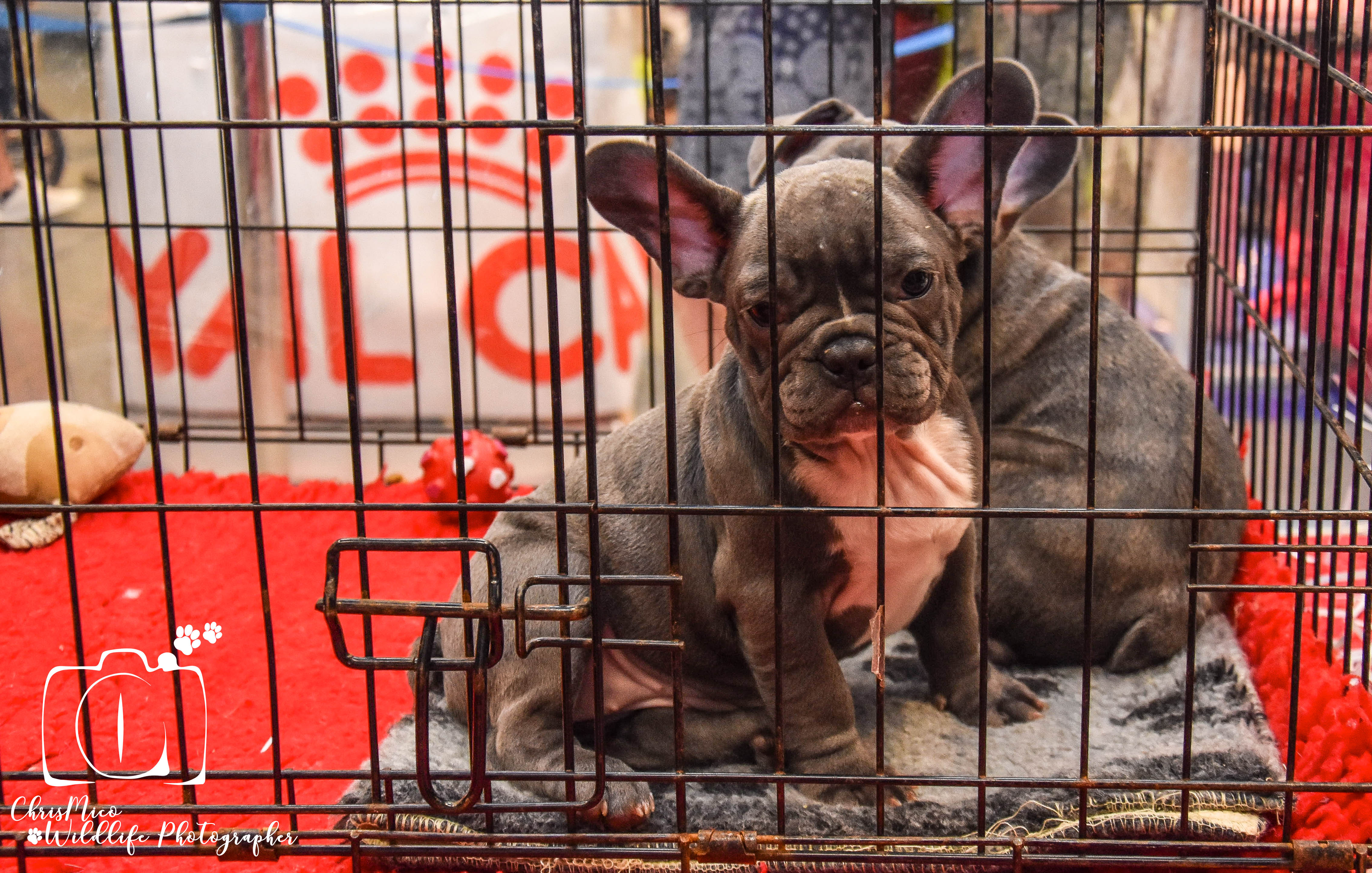 photo chien