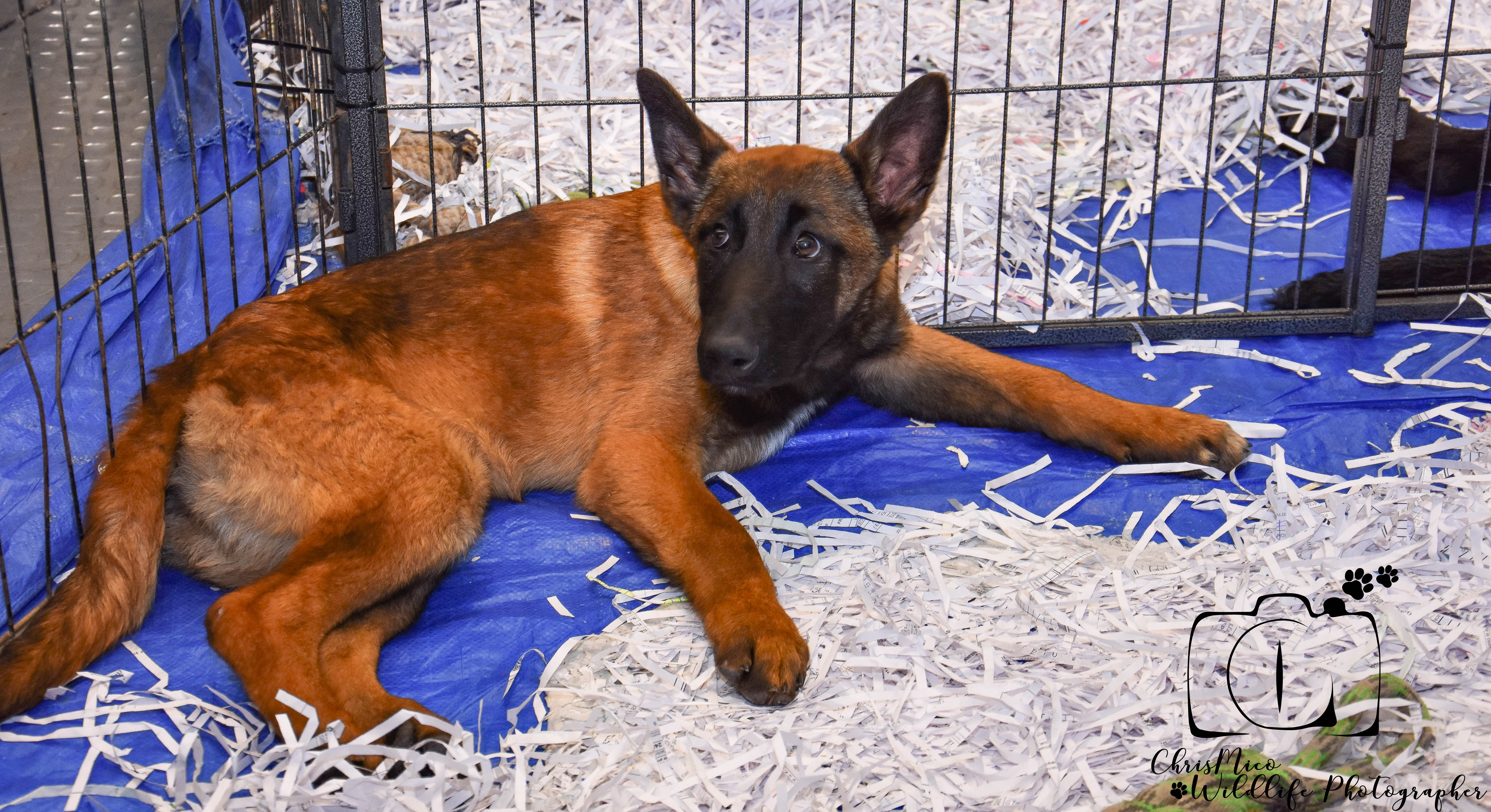 photo chien