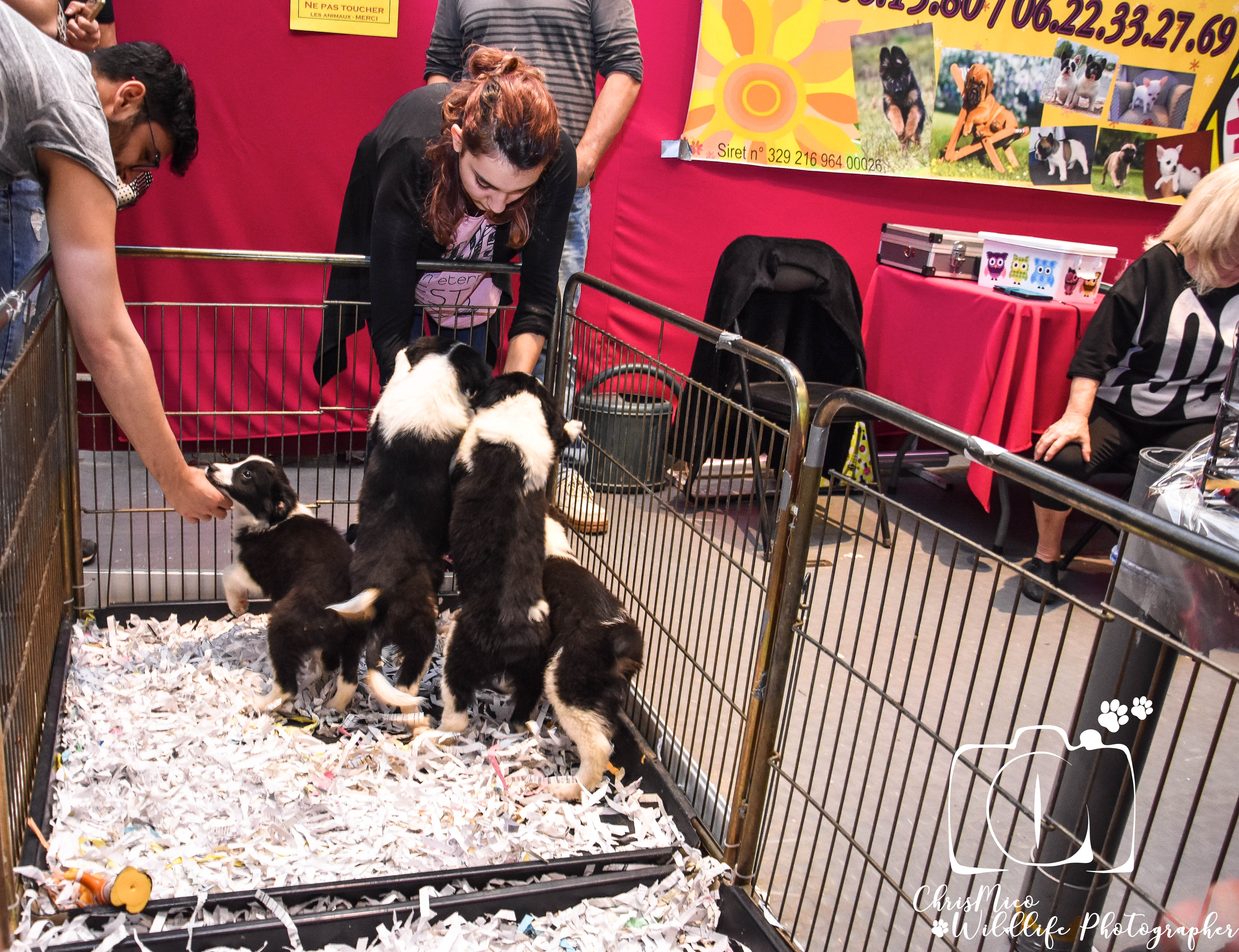 salon des Animaux Nice