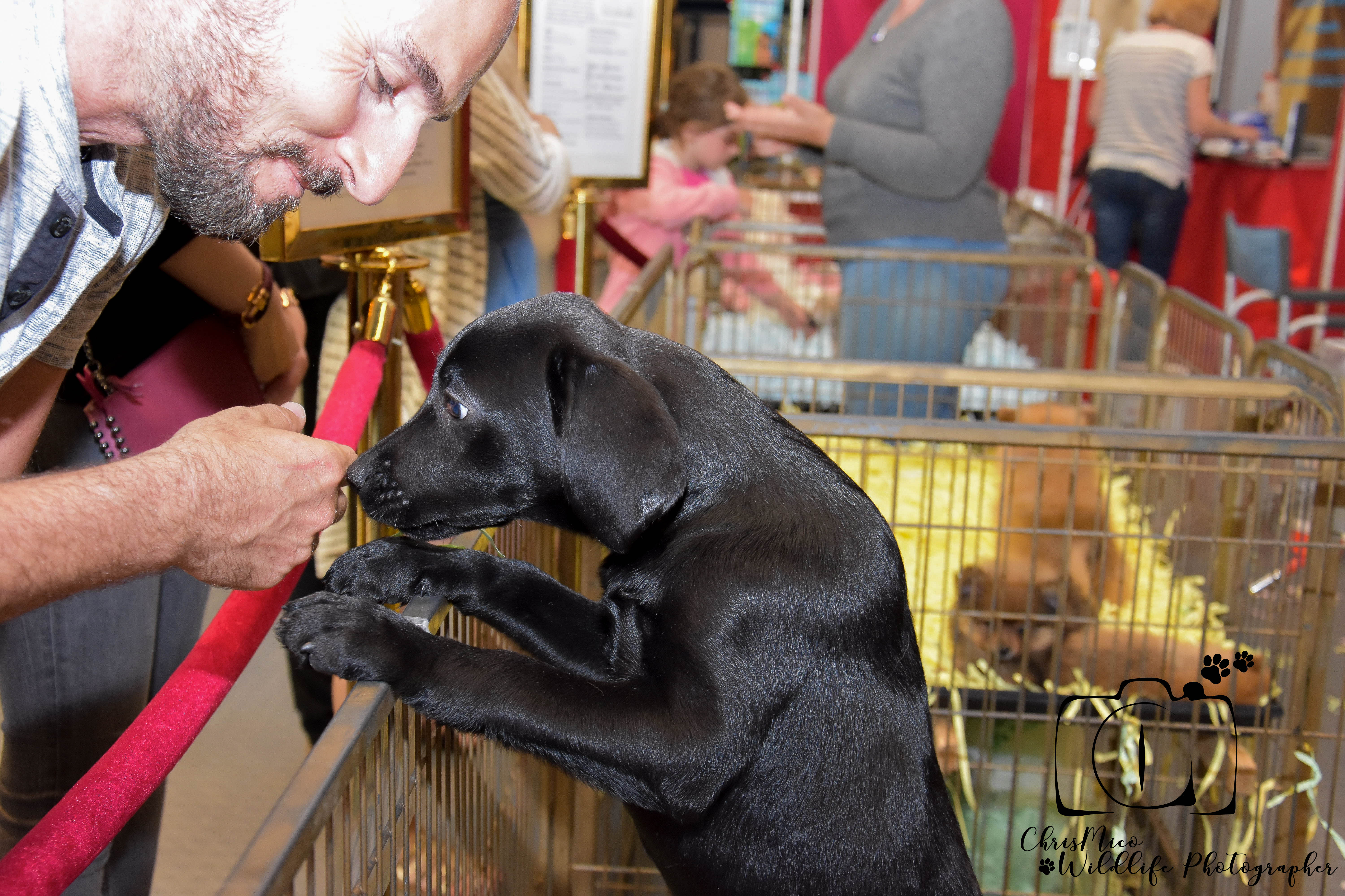 photo chien