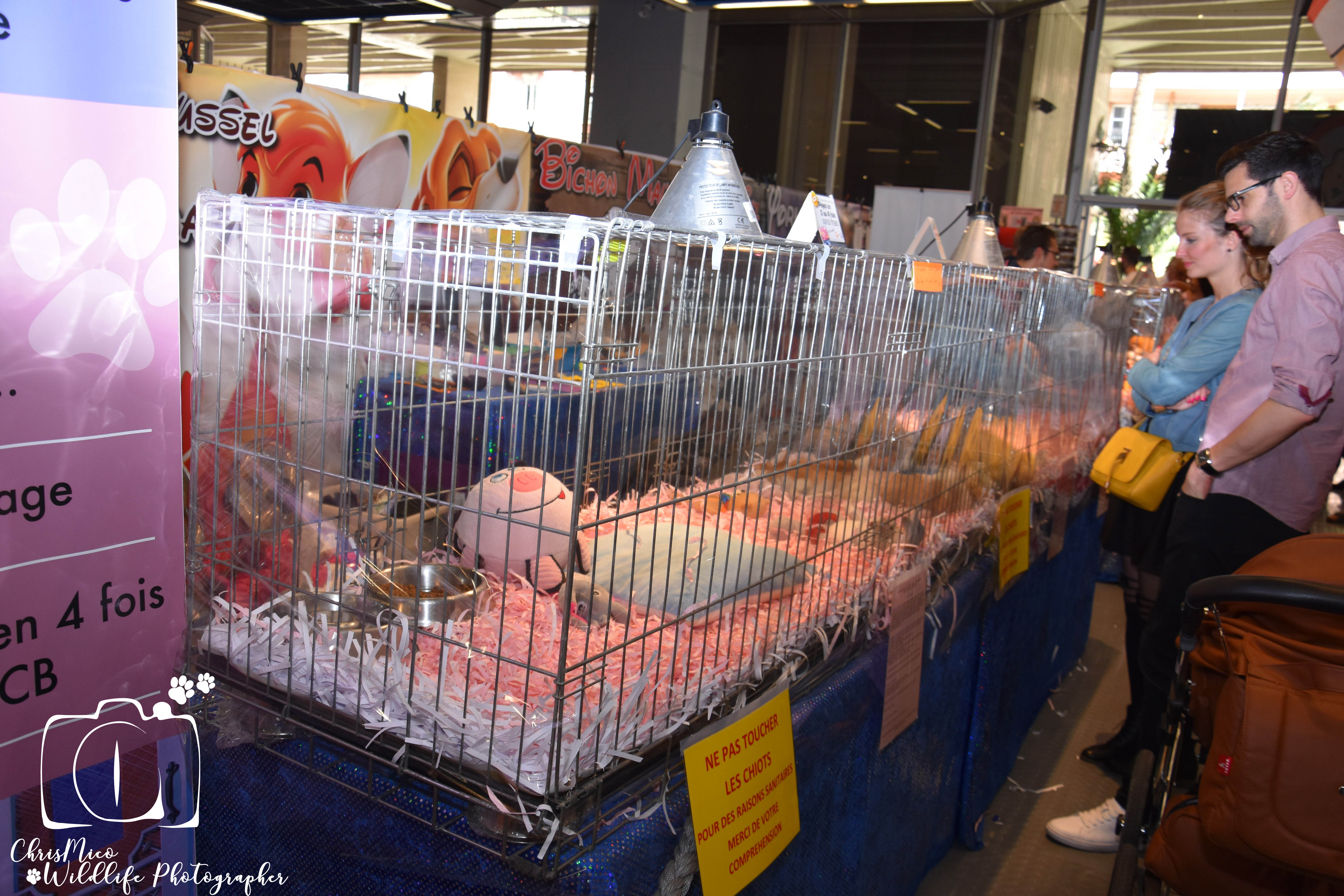 salon des Animaux Nice