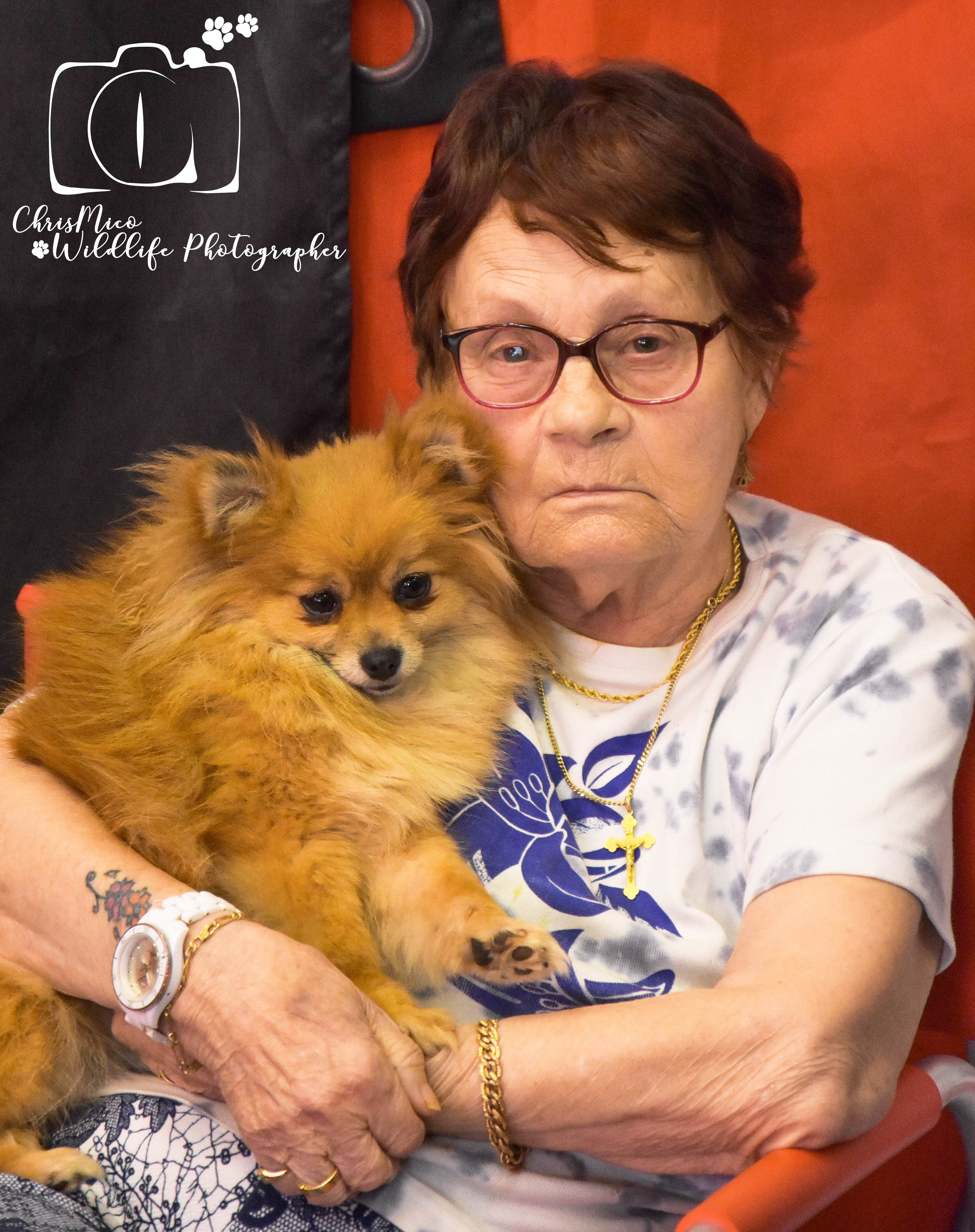 photo chien
