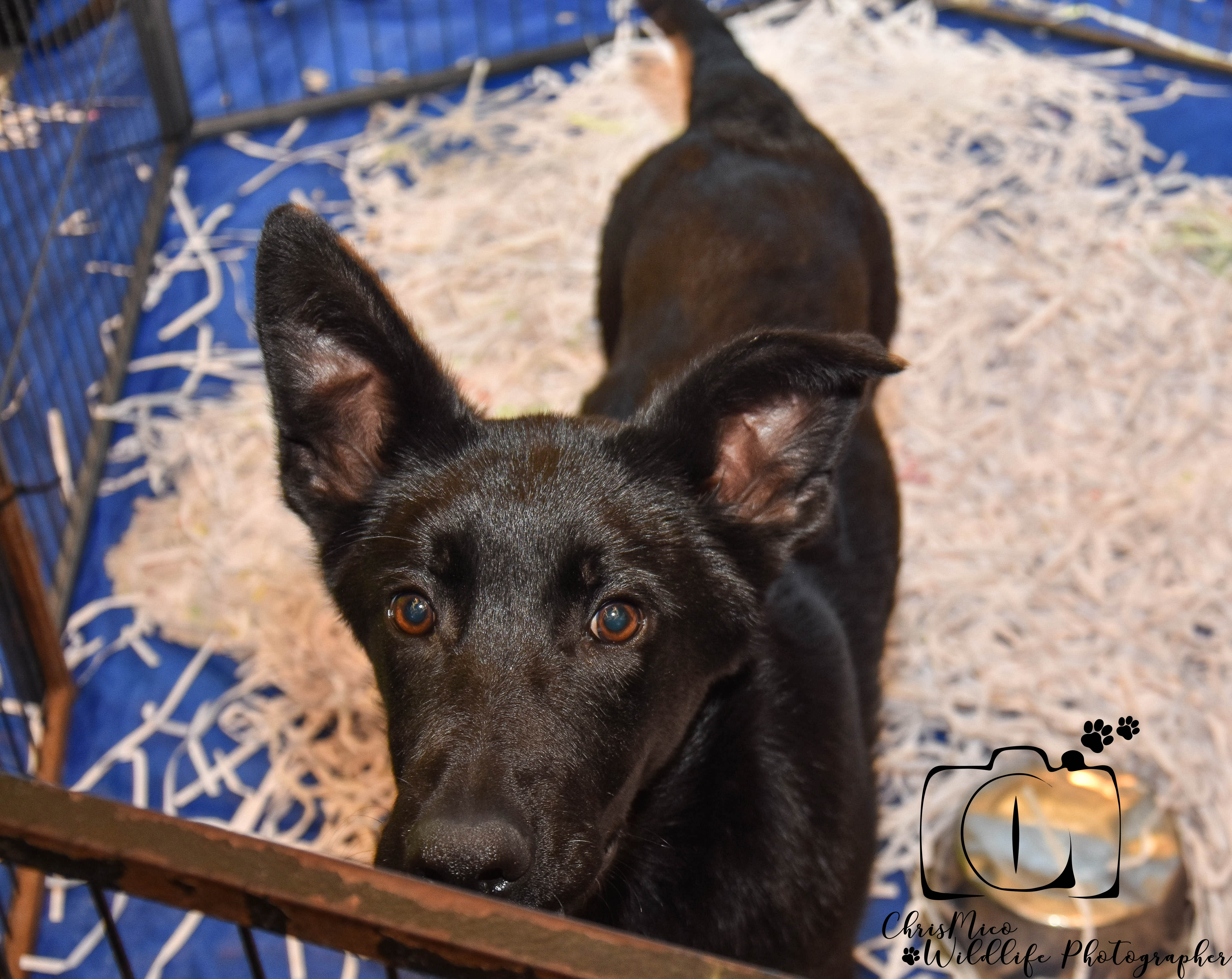 photo chien